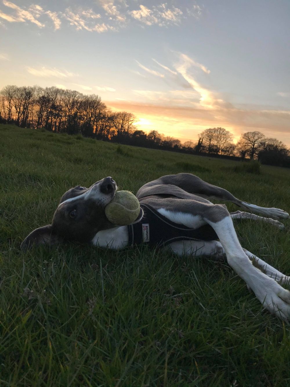 Dog optional!