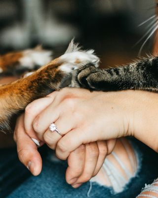 Photo of Dr. Katherine Compitus - The HARP (Human-Animal Relational Practice), Clinical Social Work/Therapist, DSW, LCSW-R, MSEd, MA