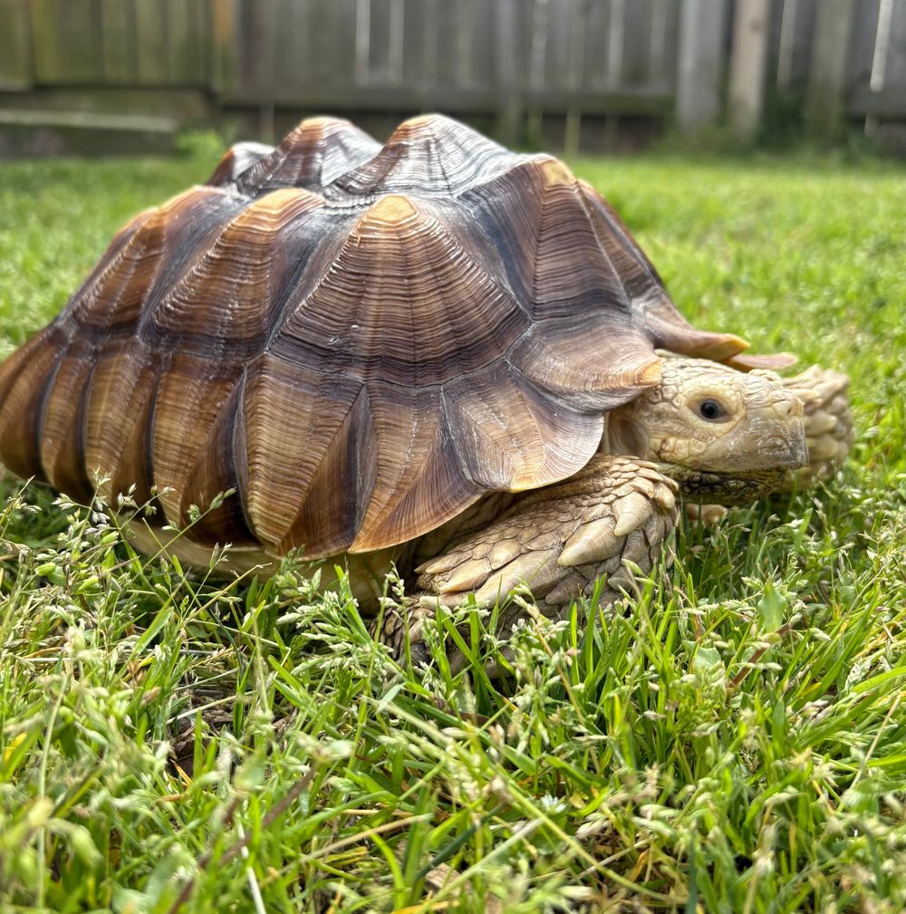 Wilma the Support Tort. Our mascot who tells us to slow down, stay strong , enjoy the warm sun on your back and cool grass under your feet.
