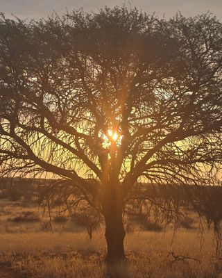 Photo of Siana Ziemba - Sowing Seeds Psychiatree, Psychiatrist, DO
