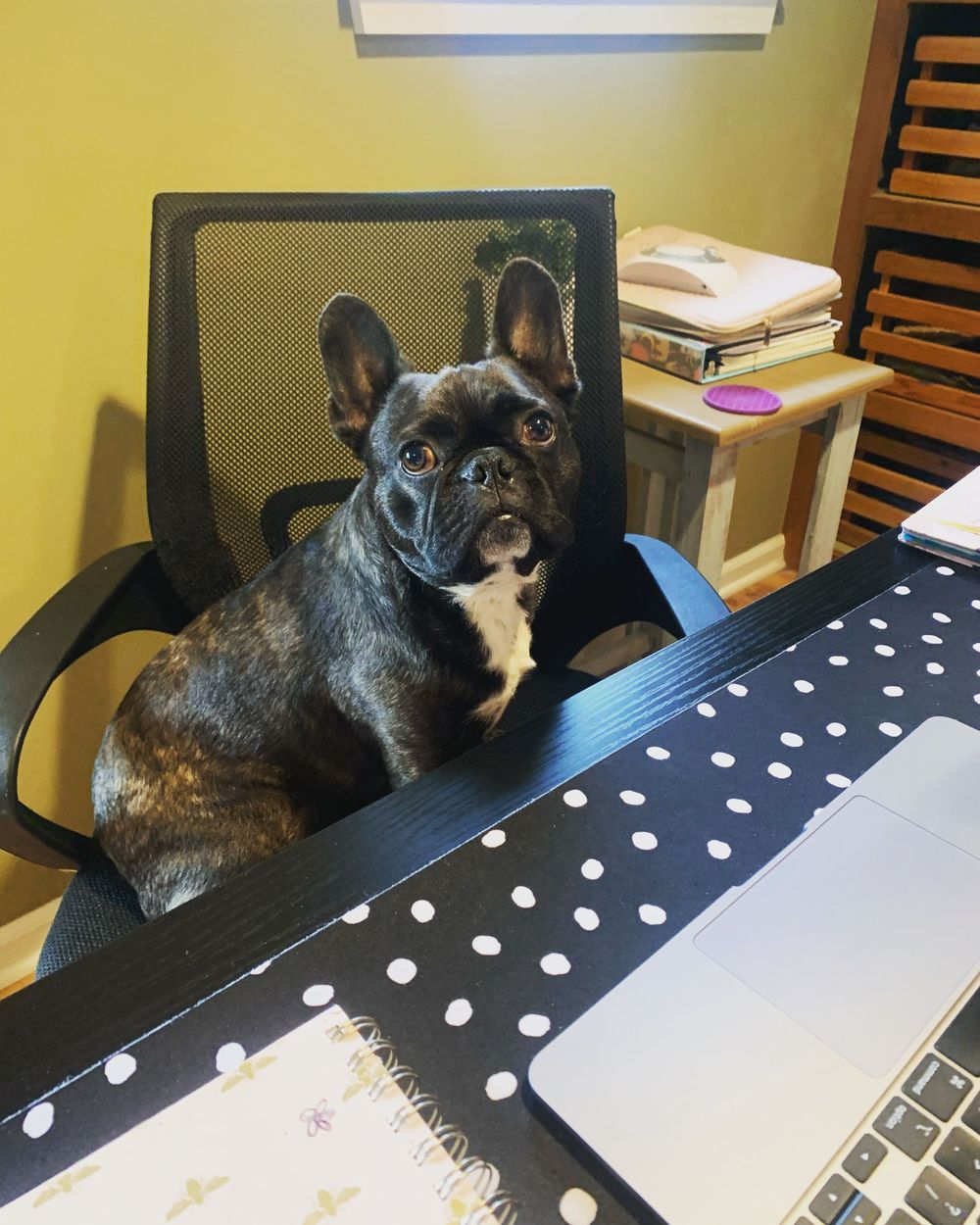 Buzz is my French Bulldog who is also available for emotional support upon request! He looks forward to meeting you as well! 