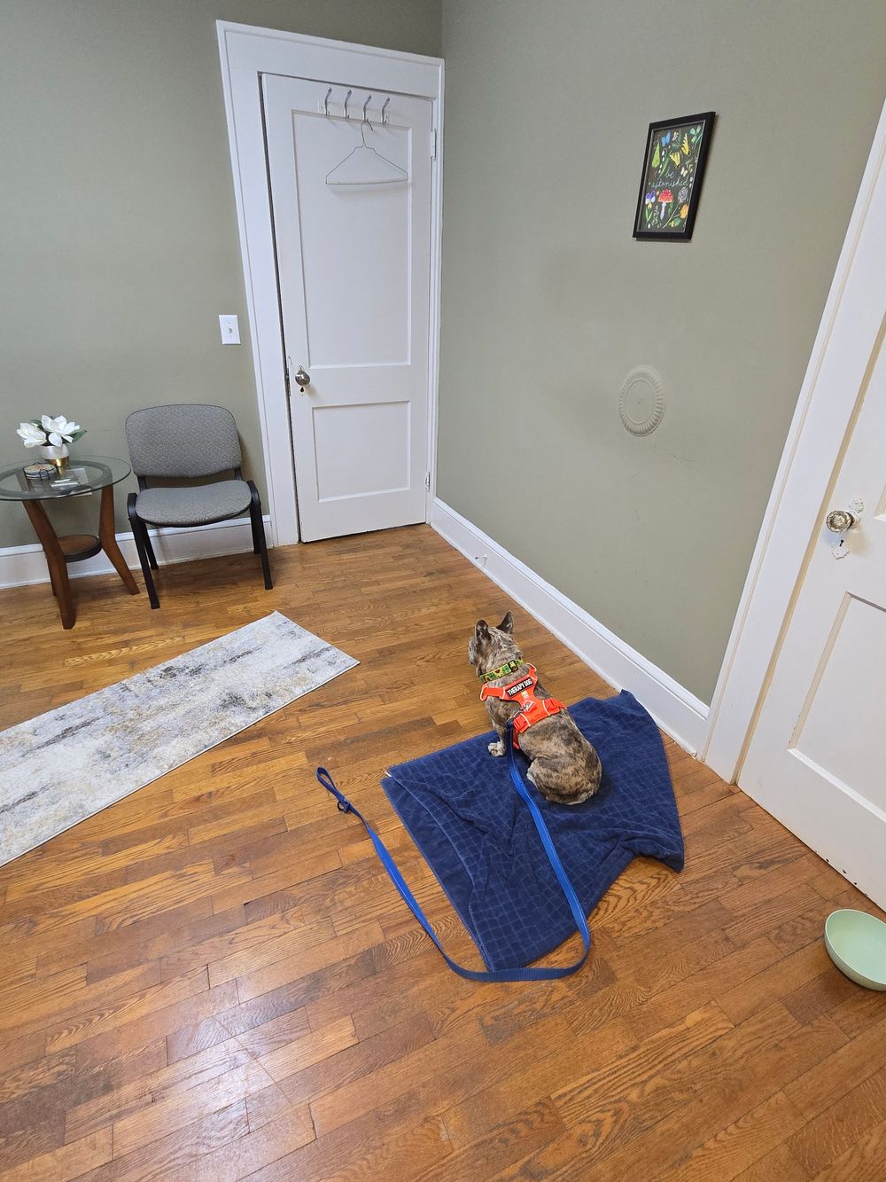 Therapy dog, Puddin, is always excited to greet clients at the office.