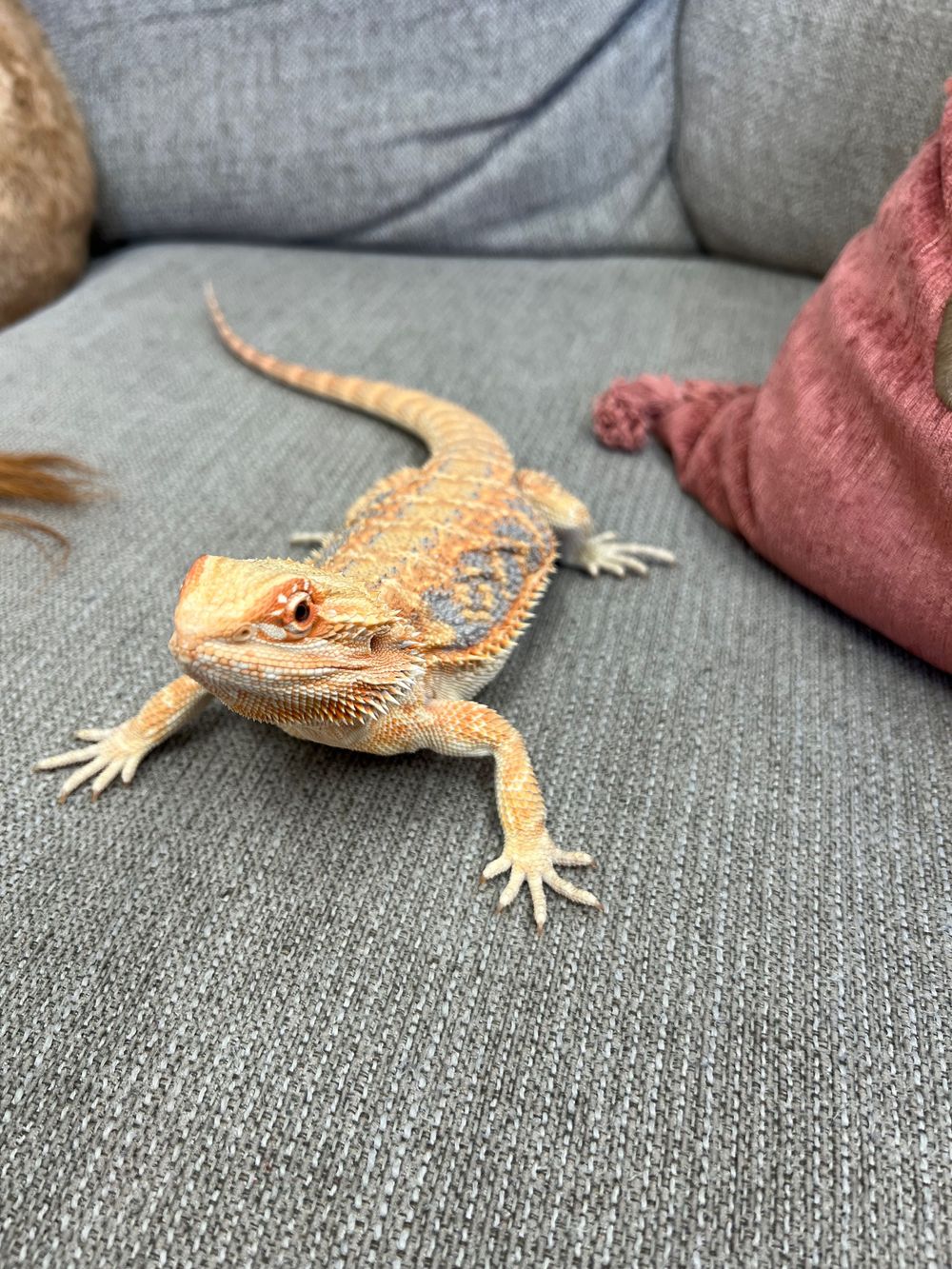 nature box pet emporium bearded dragon