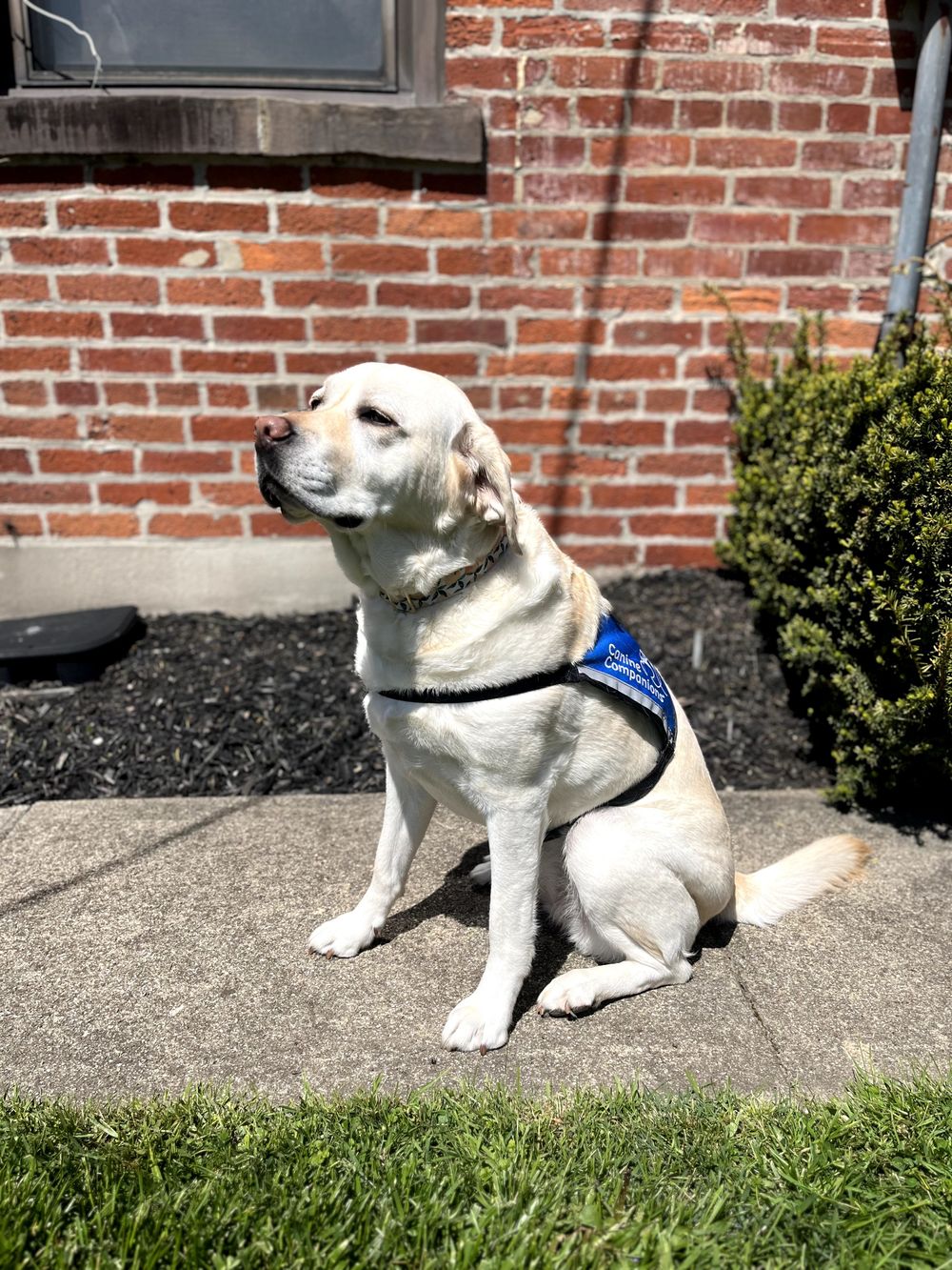 Tallulah is a Certified Facility Dog through Canine Companions. 