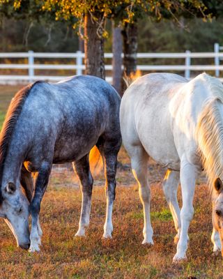 Photo of Melissa Winn - Healing Hoof Steps, Counselor, MS, LMHC