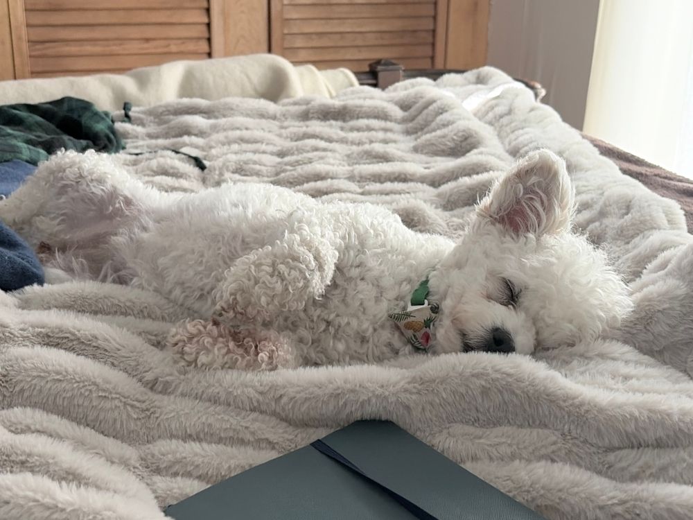 Co-therapist Sugar, who loves cuddles and naps, as evidenced by photo.