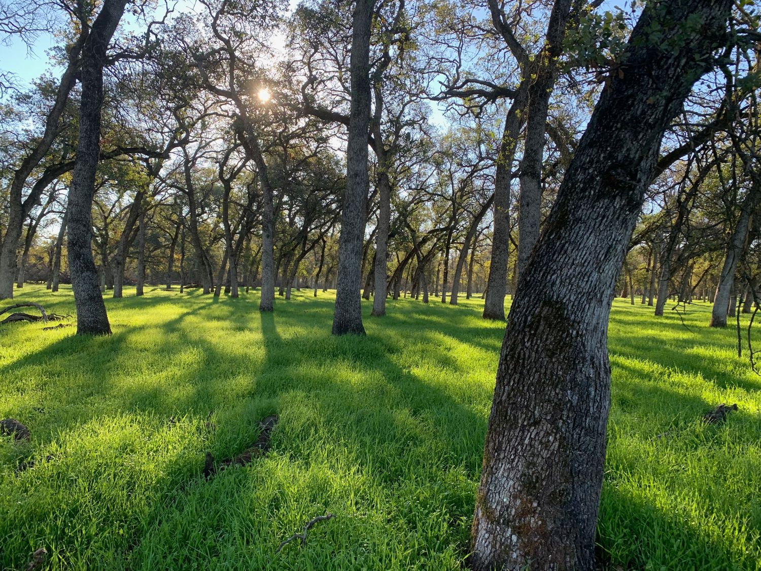 Dr Mark Chofla Empathy Therapy, Psychiatrist, Auburn, CA, 95602