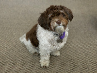 Gallery Photo of This is Coco, my therapy dog in training. She sometimes joins our sessions.