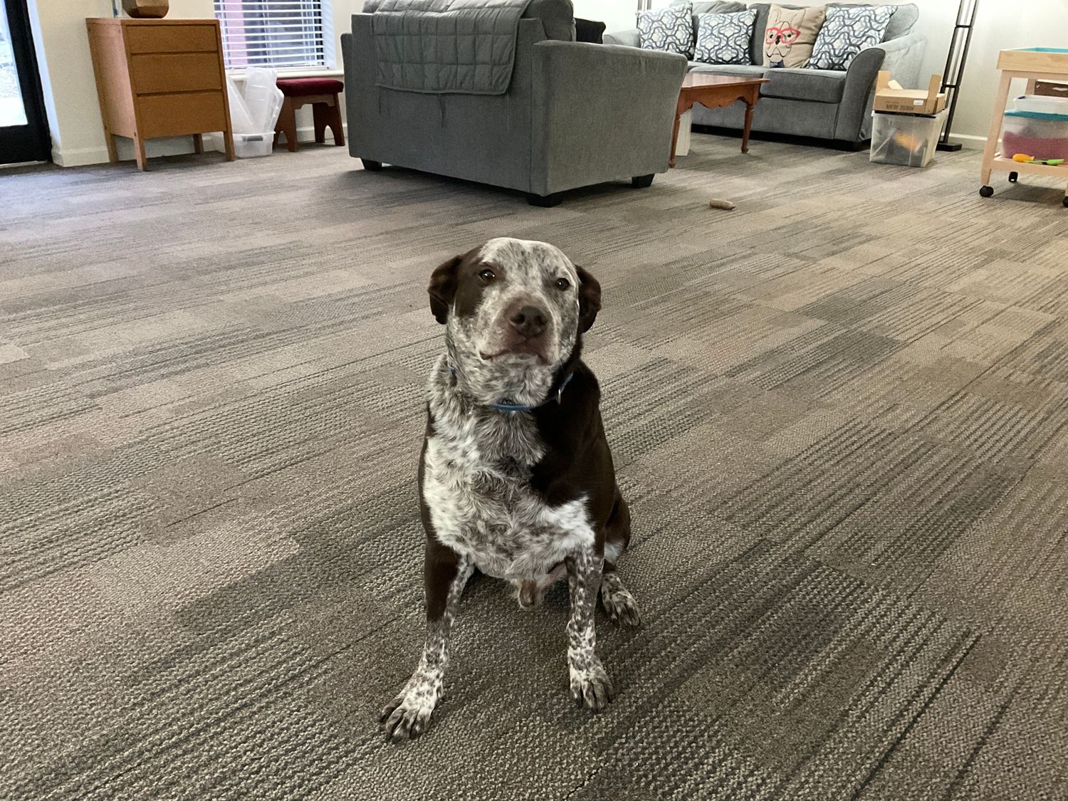 Alicia Bradshaw, Marriage & Family Therapist, Chattanooga, TN, 37411