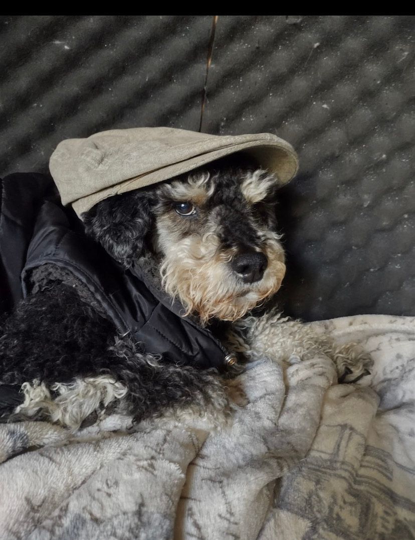 My Mentor Dr. Schnauzerbergman-Fee 1 large bone or 3 milk bones. Initial consultation 1 steak. Focus: Bone and Steak addictions. Tele Bark only