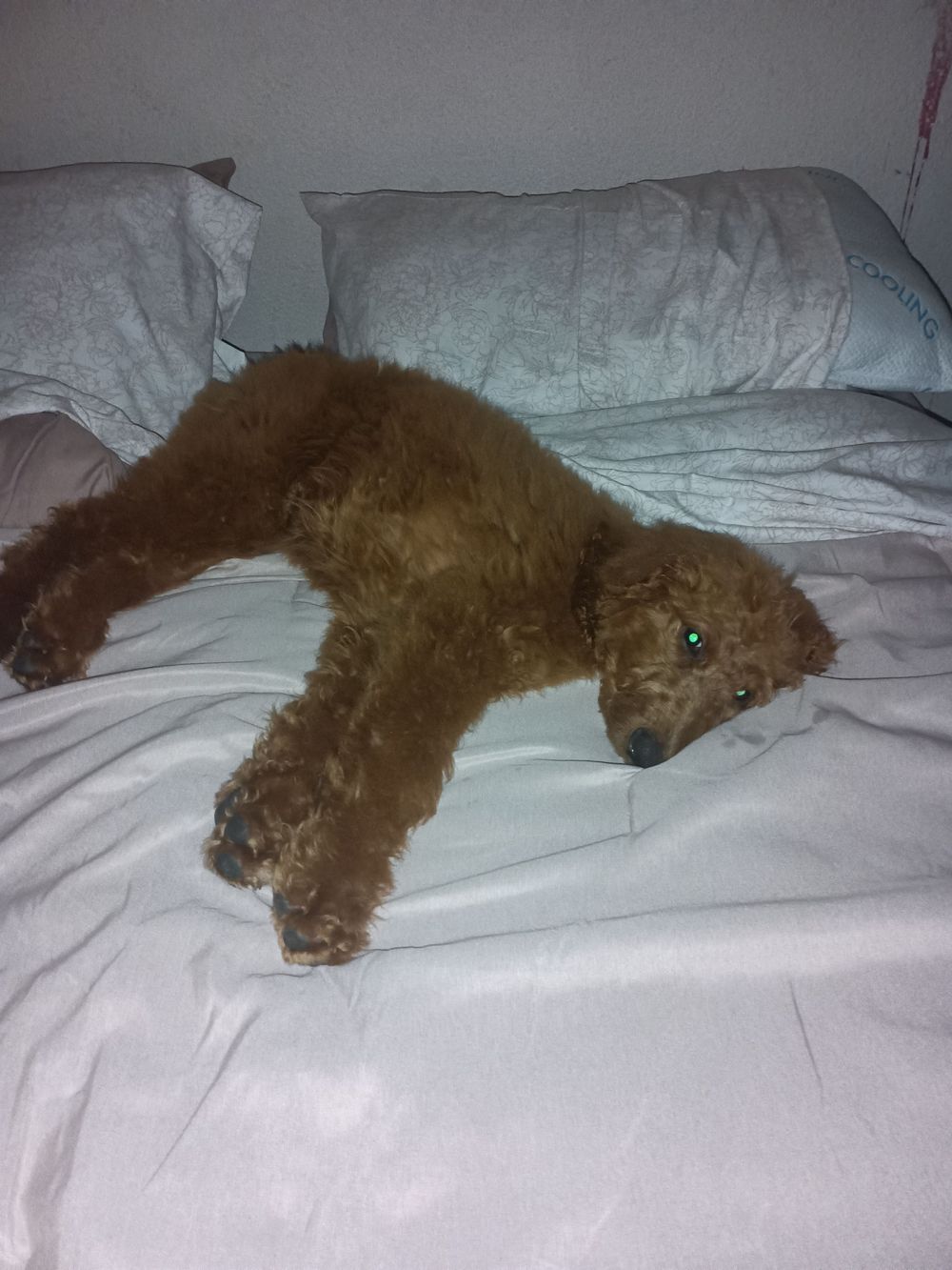 My trusted therapy assistant 