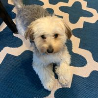 Gallery Photo of Our friendly therapy dog, Tucker, may greet you upon your arrival. Tucker is a small, hypoallergenic, Yorkie-Poo dog.