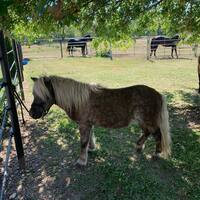 Gallery Photo of Latte - equine therapy mini gelding