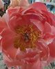 Photo of Wellness Counseling Services, LLC, Group Practice