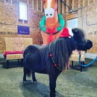Gallery Photo of Merry Christmas from Stable Life!