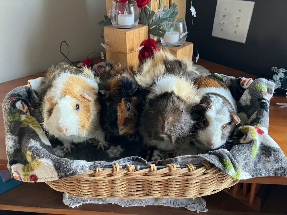 Clarice, Winnie Bean, Saffy Wren and Henrietta are here to provide comfort, amusement or just be looked at!  Let me know if you are allergic/bothered
