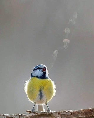 Photo of Gina Langley, Psychologist in Romney Marsh, England