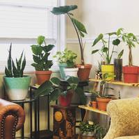 Gallery Photo of We love plants!