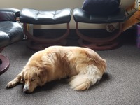 Gallery Photo of My office is pet friendly. If you want to have a furry friend visit, Levi has a calming presence.