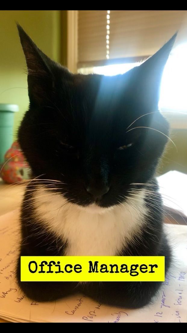          Mr. Meow Meow,
office manager extraordinaire 
