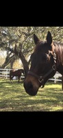 Gallery Photo of Therapy Horse Zach