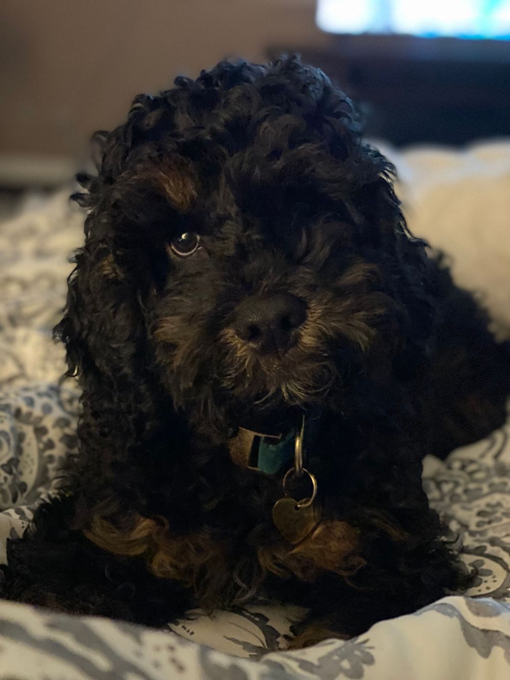 Alfie is a miniature cockapoo and therapy dog in training. He loves all people, dogs, has an unrequited love for cats, and especially loves babies. 