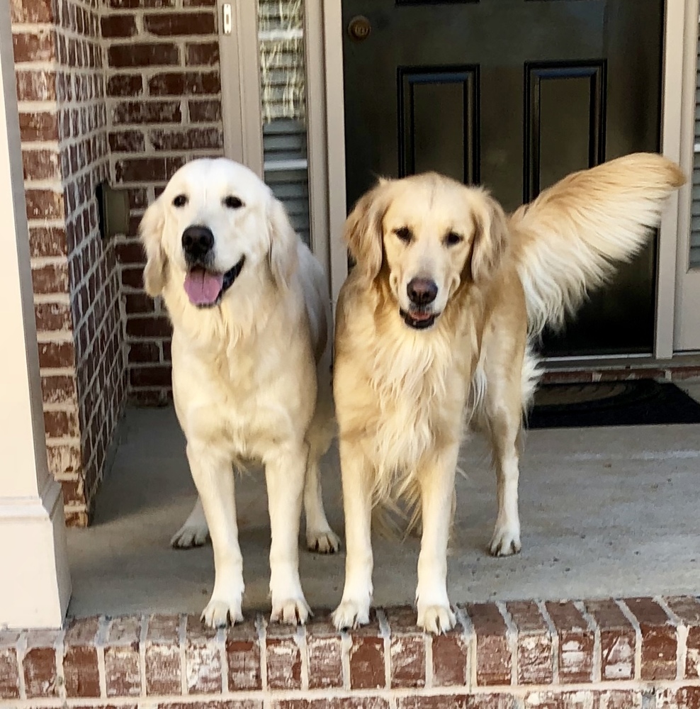 Lucy and Zoey, certified therapy dogs