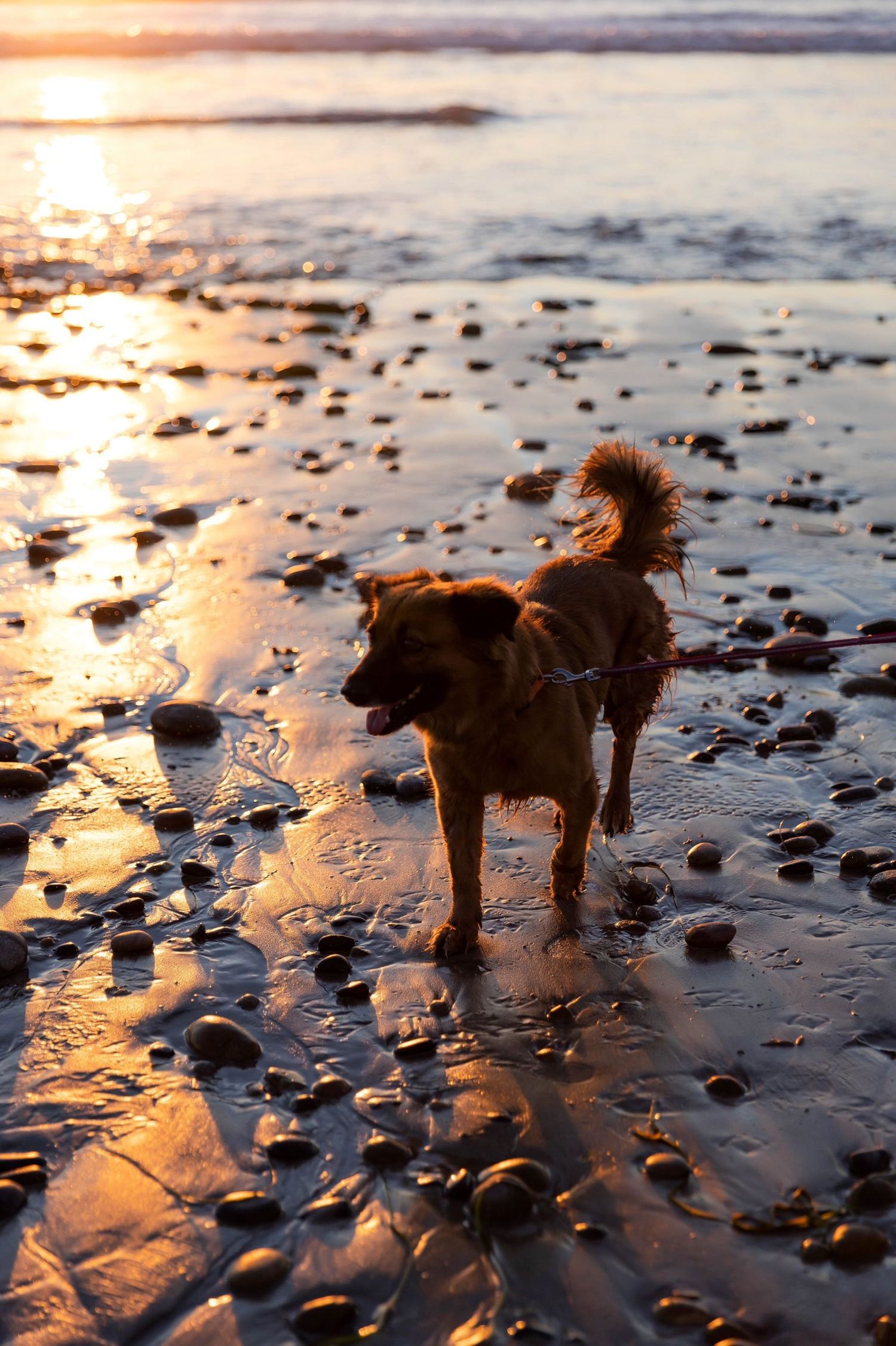 Shoma Rao, Marriage & Family Therapist, San Diego, CA, 92169 ...