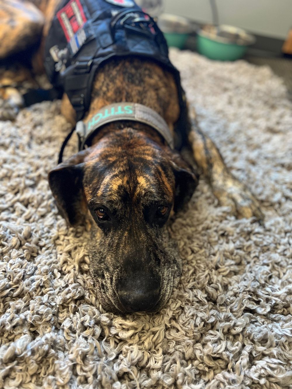 Stitch the Co-Therapist