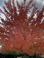 Gallery Photo of Beautiful Fall foliage at the Grand Rapids/Ada counseling office.