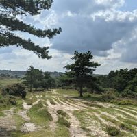 Gallery Photo of Ashdown Forest location for outdoor walking sessions