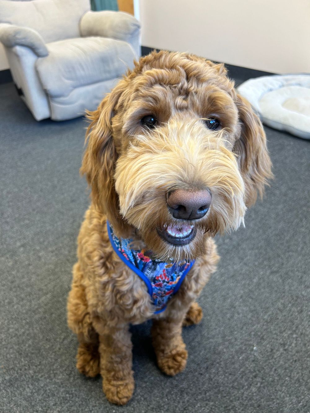 Buddy is Mindful LLC's therapy pup and joins Dave in the office a few times a week.  