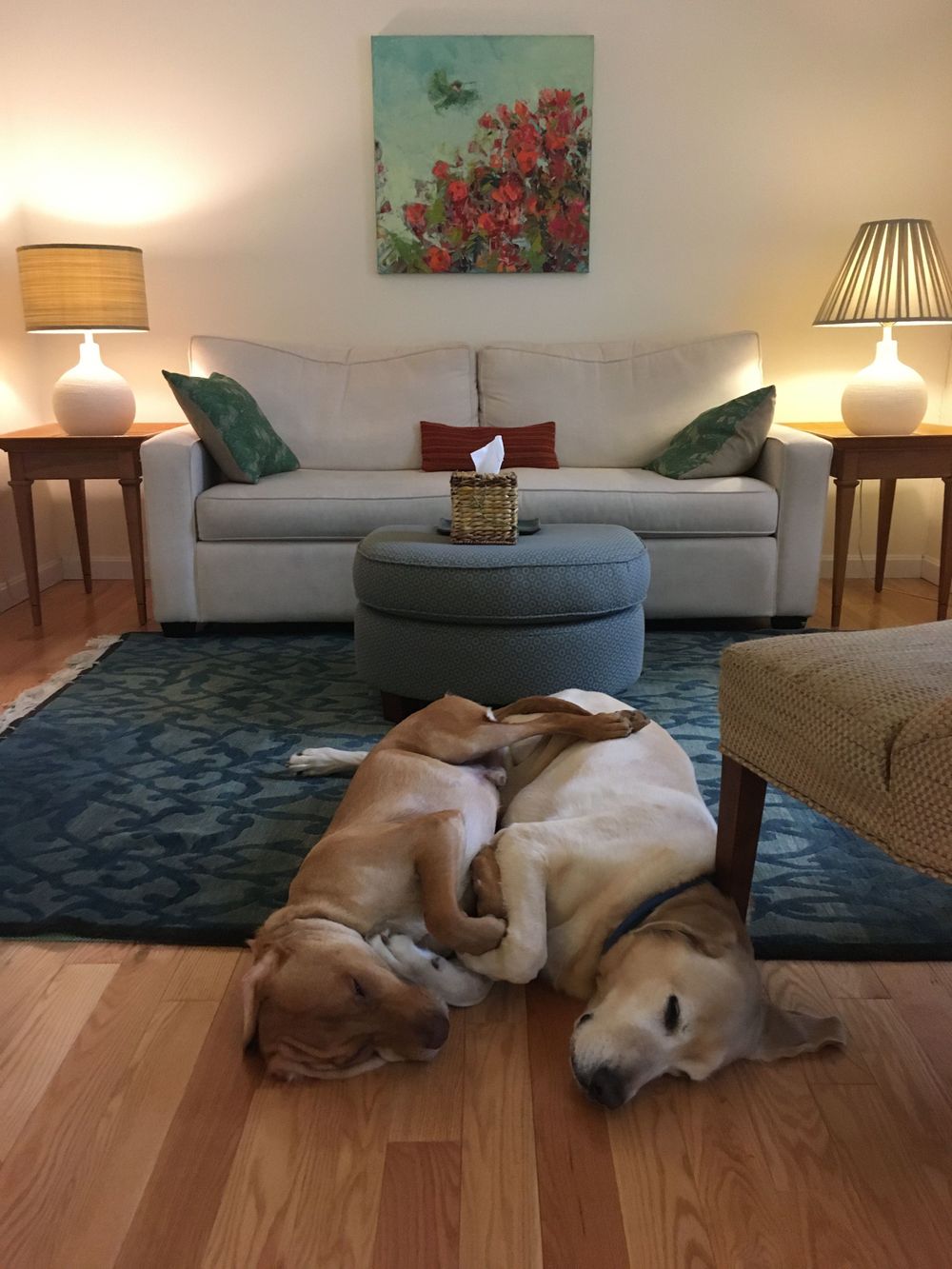 Office mascots  rescue dogs Moose & Balou working hard at snoozing. 