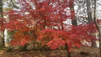 Gallery Photo of Japanese Maple in My Front Yard