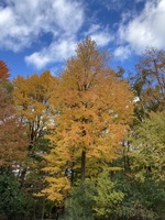Gallery Photo of More Fall foliage at the Grand Rapids/Ada counseling office.