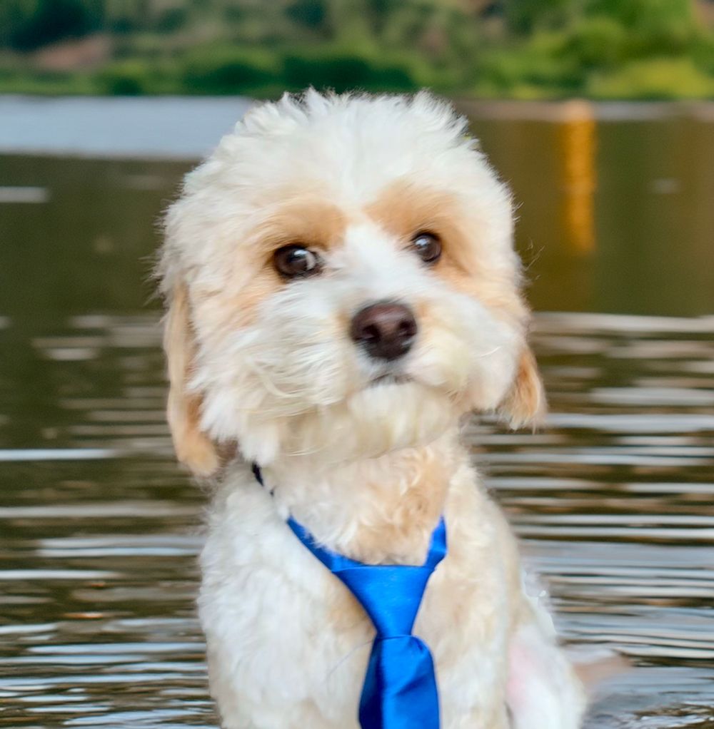 Merlin Comfort Pup
