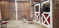 Gallery Photo of  Therapy dog (Riley) and horse (Bodhi) in the barn 
