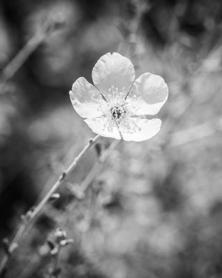 Photo of Mario DiBaise - Westwind Psychological Services, PLLC, Psychologist