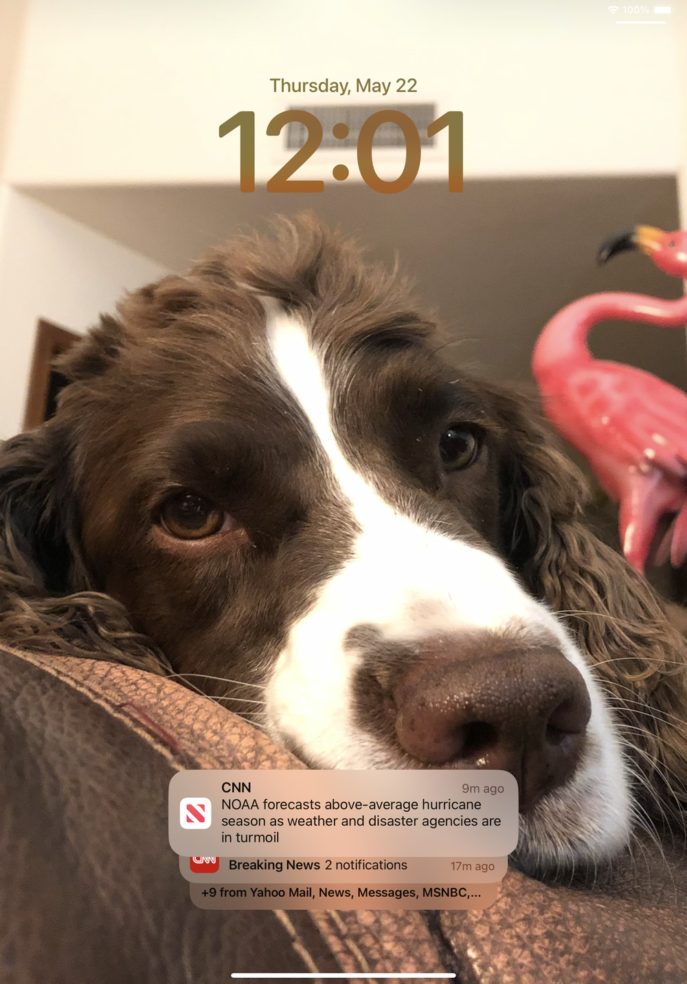 Ellie our therapy dog