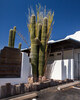 Tucson Counseling Associates/Soma Psychedelics