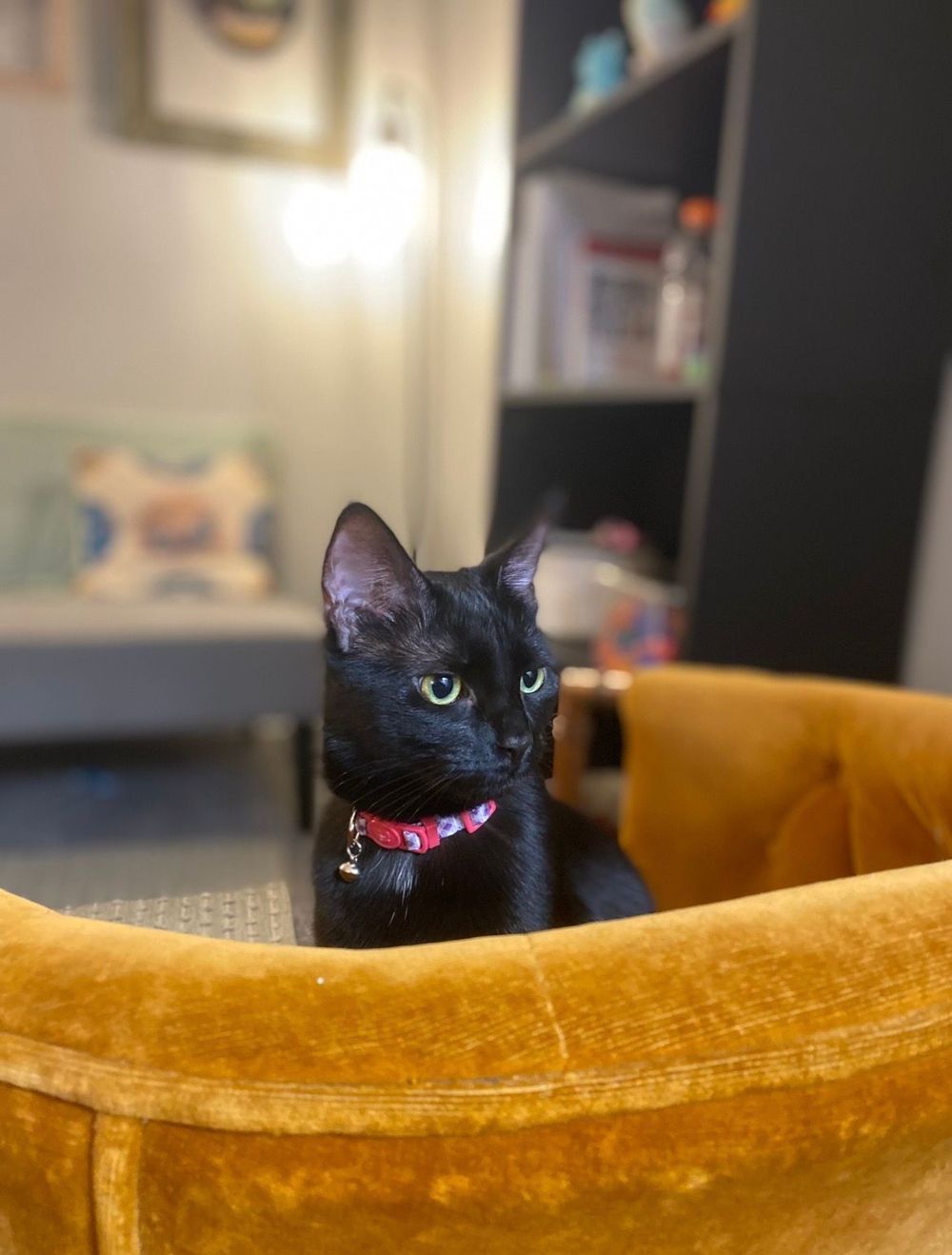 Meet Starbucks, my therapy cat! She's friendlier than her adorable grumpy little face may lead you to believe, I promise!