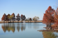Gallery Photo of Texas cypress trees around Burning Tree Lake turn colors in the winter. Burning Tree Ranch helps chronic relapsers find long term sobriety.