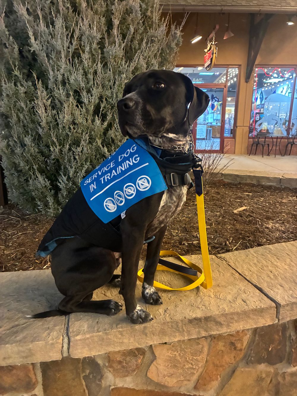 Therapy dog! 