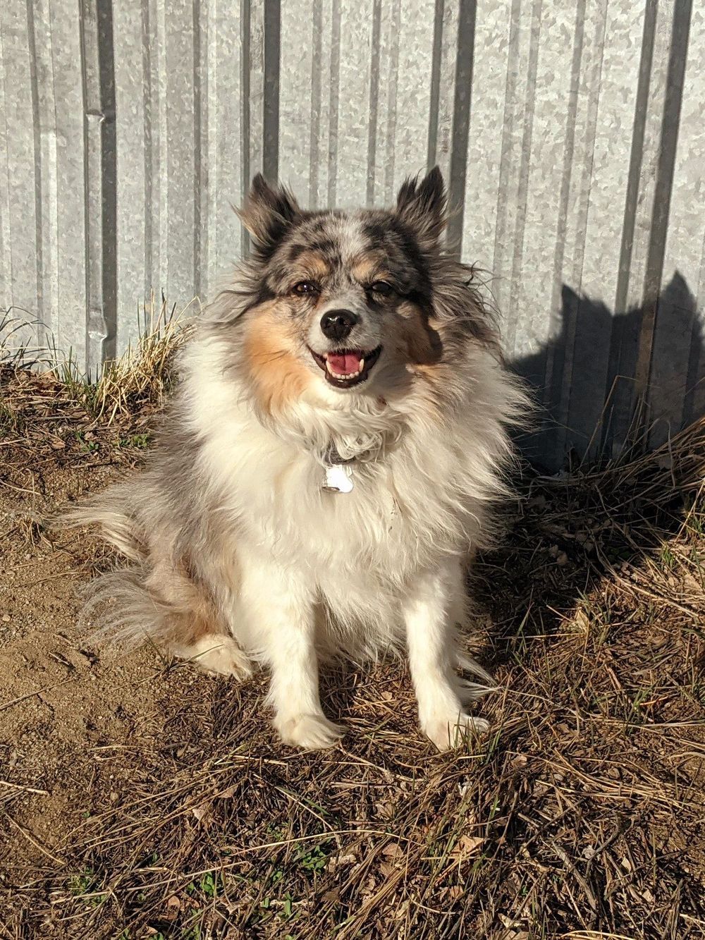 My name is Widget.  I am a 7 year old toy Australian Shepherd, and I provide animal assisted therapeutic services.
