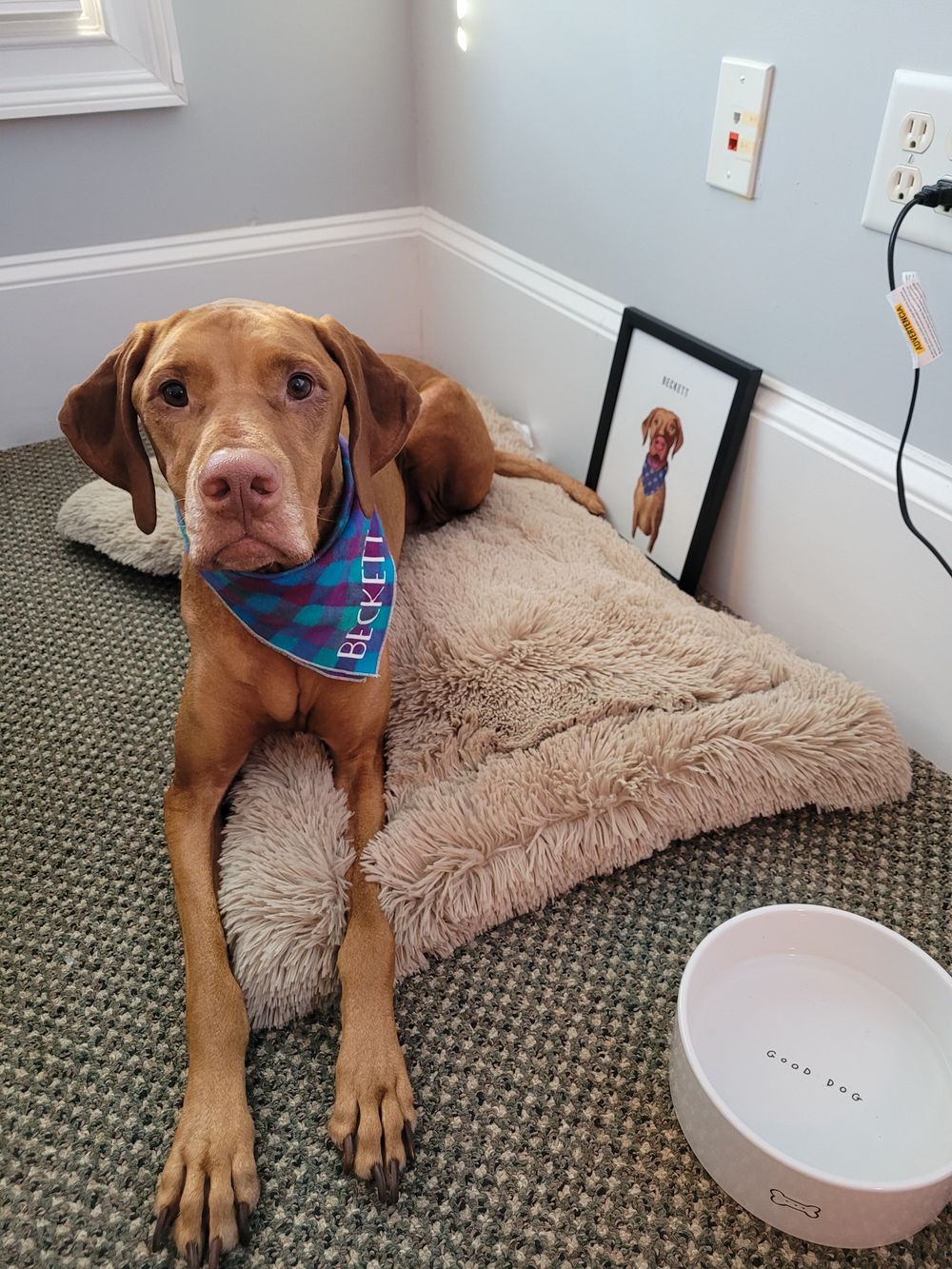 Meet Beckett, who we affectionately call Bucket (he's a bucket of love!)