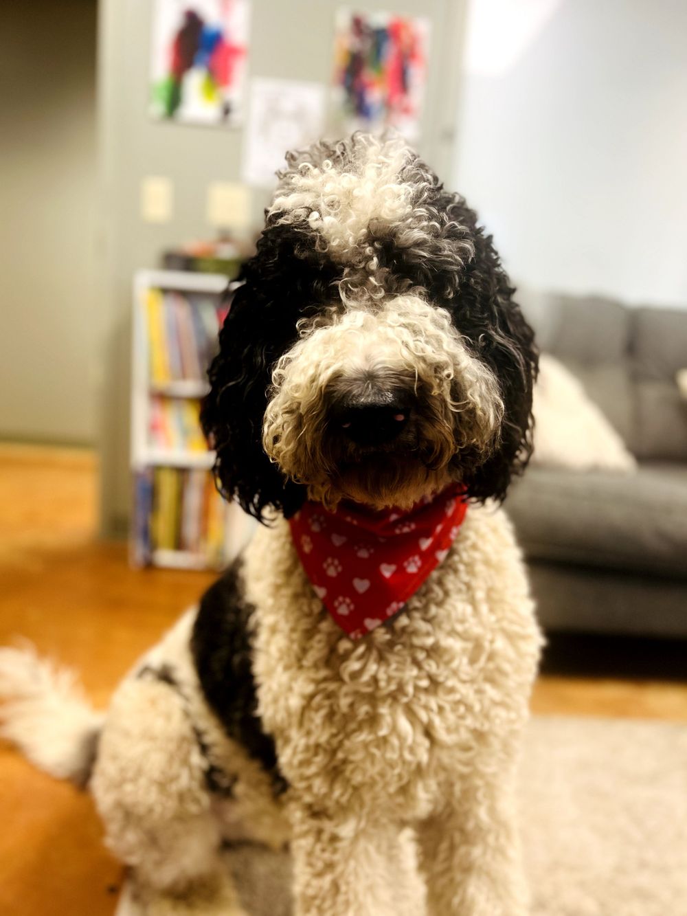 My co-therapist Stanley loves his clients. He is always treat for a treat and snuggles!