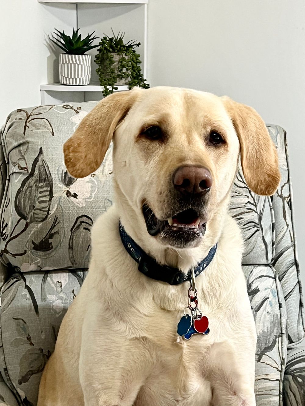 Nicholas, my therapy assistant.