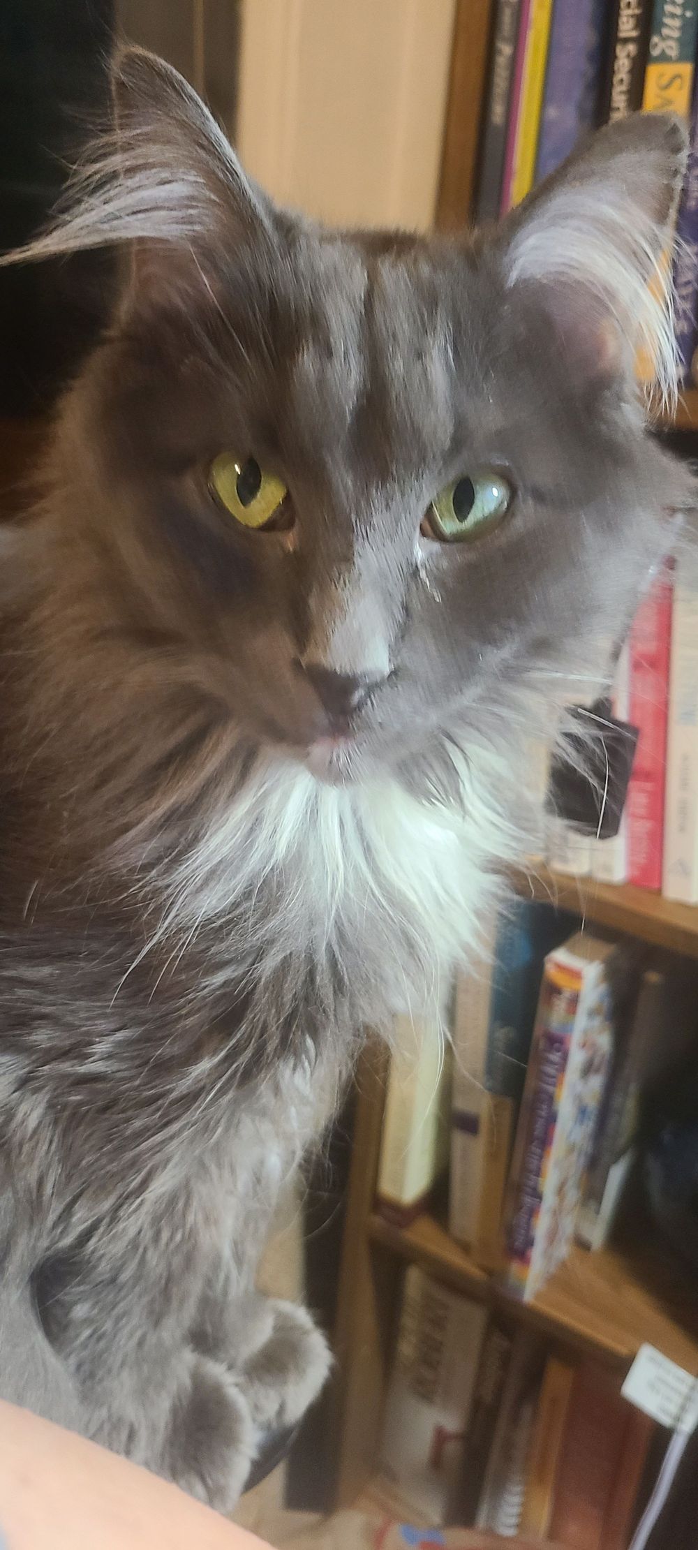 Stevie Nicks, my therapy assistant 