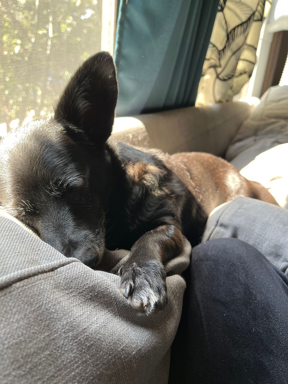 Co-therapist Pirate Jenny