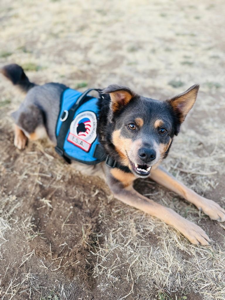 Sully, emotional support dog that comes to sessions.